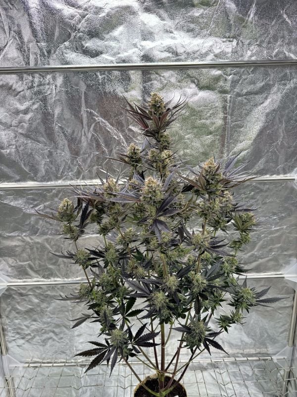 Instagram Guava Auto RF3