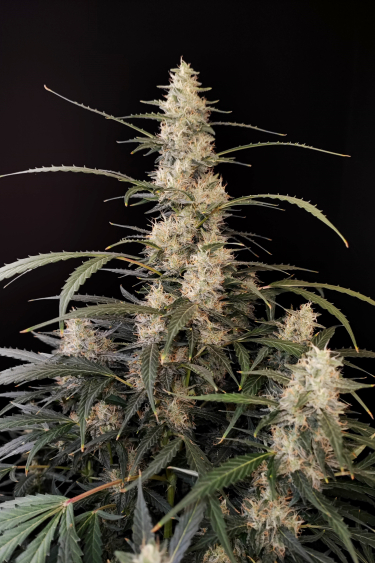 Instagram Amnesia Haze Auto