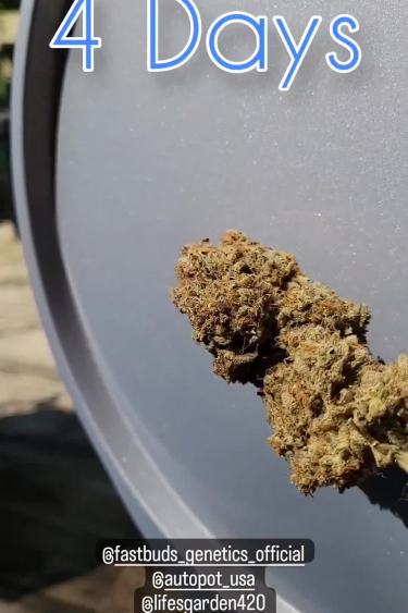 Wedding Glue Auto