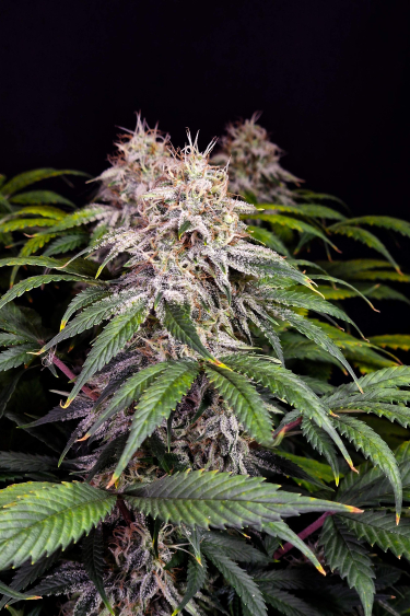 Instagram Sour Diesel Auto