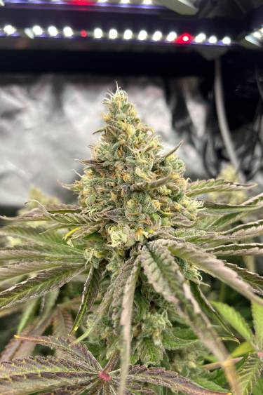 Instagram Gorilla Melon