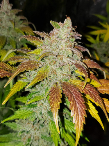 Instagram Lemon Pie Auto