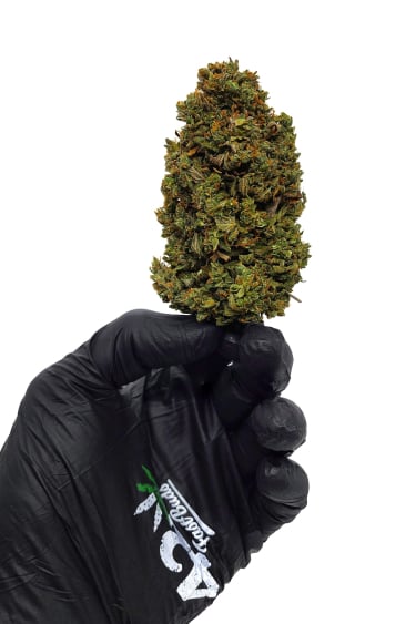 Instagram CBD Auto 201