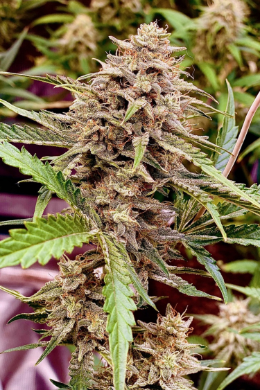 Instagram Strawberry Banana Auto