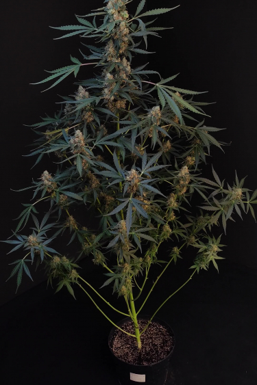 Northern Lights Auto