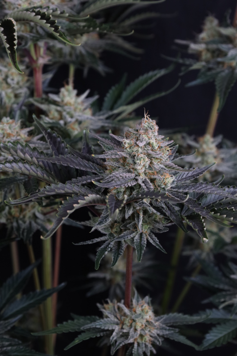 Photo of Mendo Frost Auto