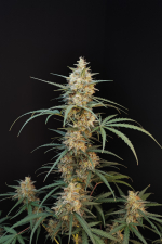 Chemdawg Auto