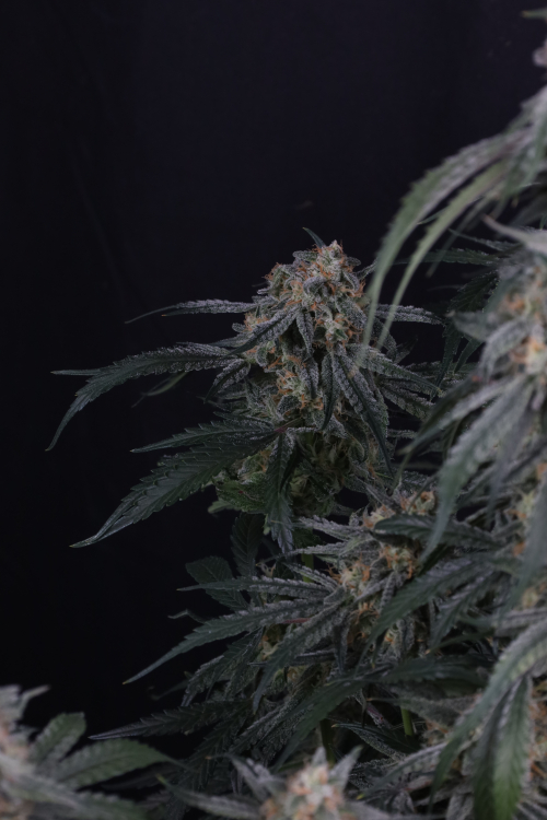 Garlic Mint Sherbet Auto