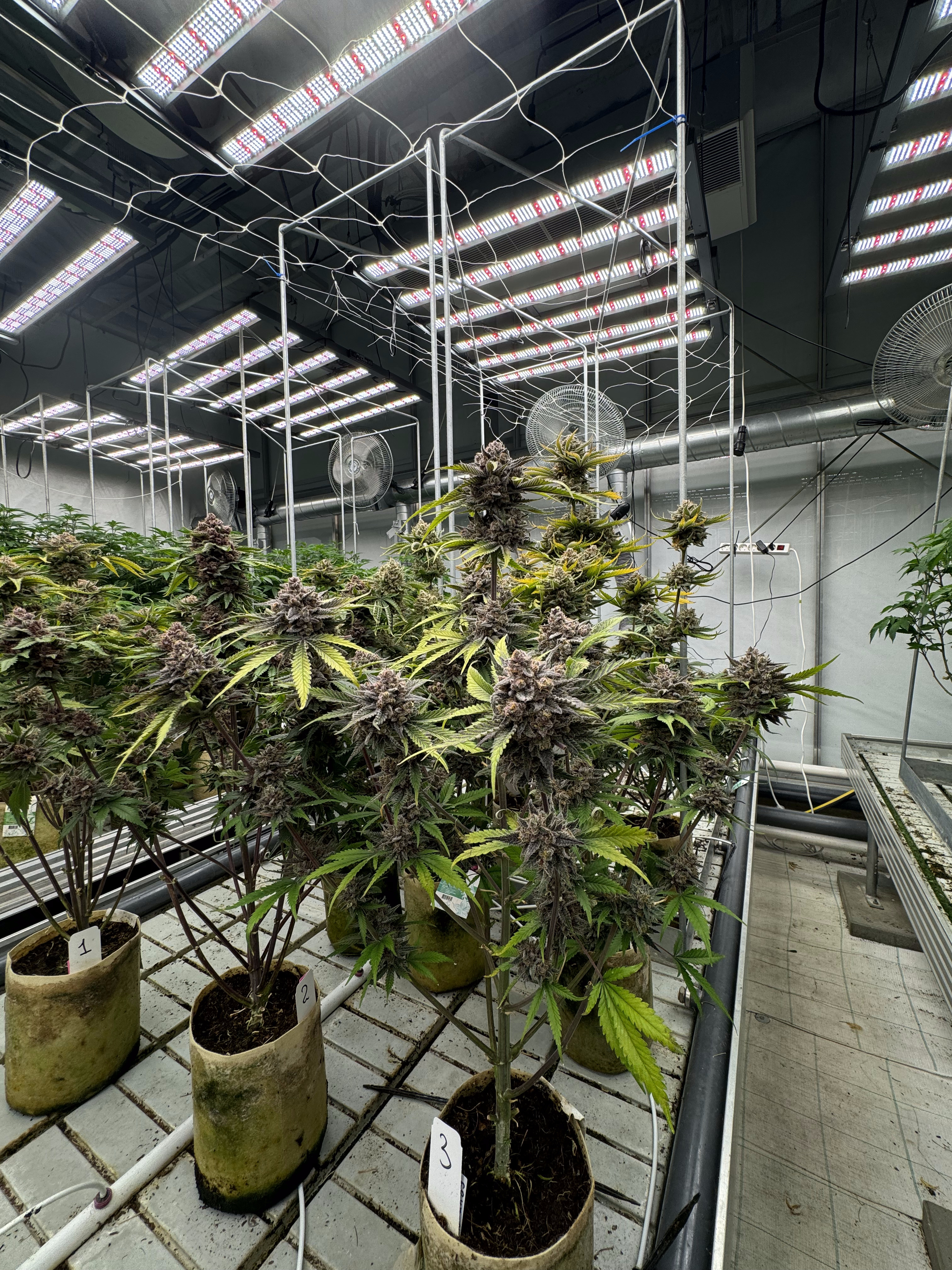 Cherry Cola Auto RF3