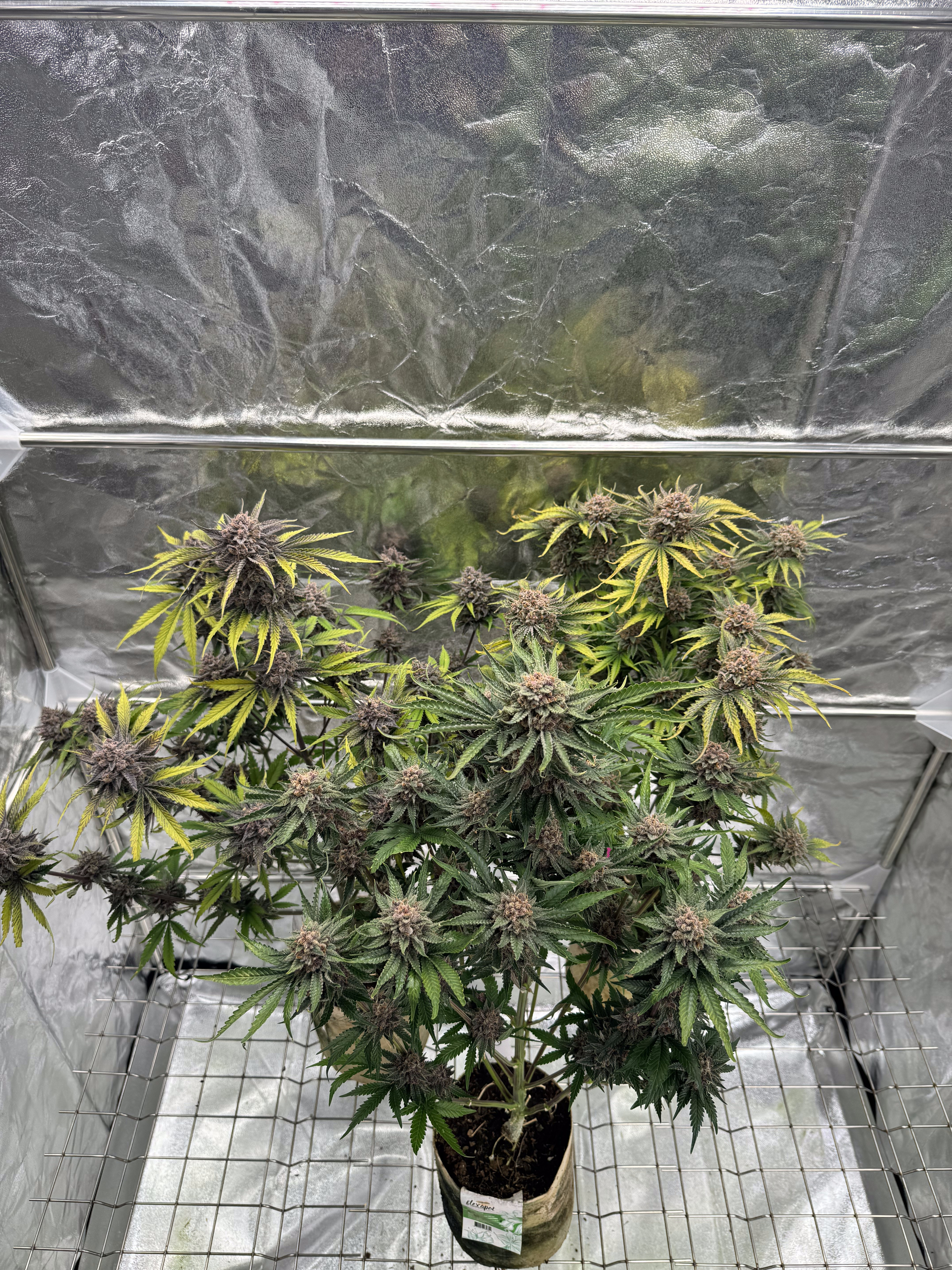 Cherry Cola Auto RF3