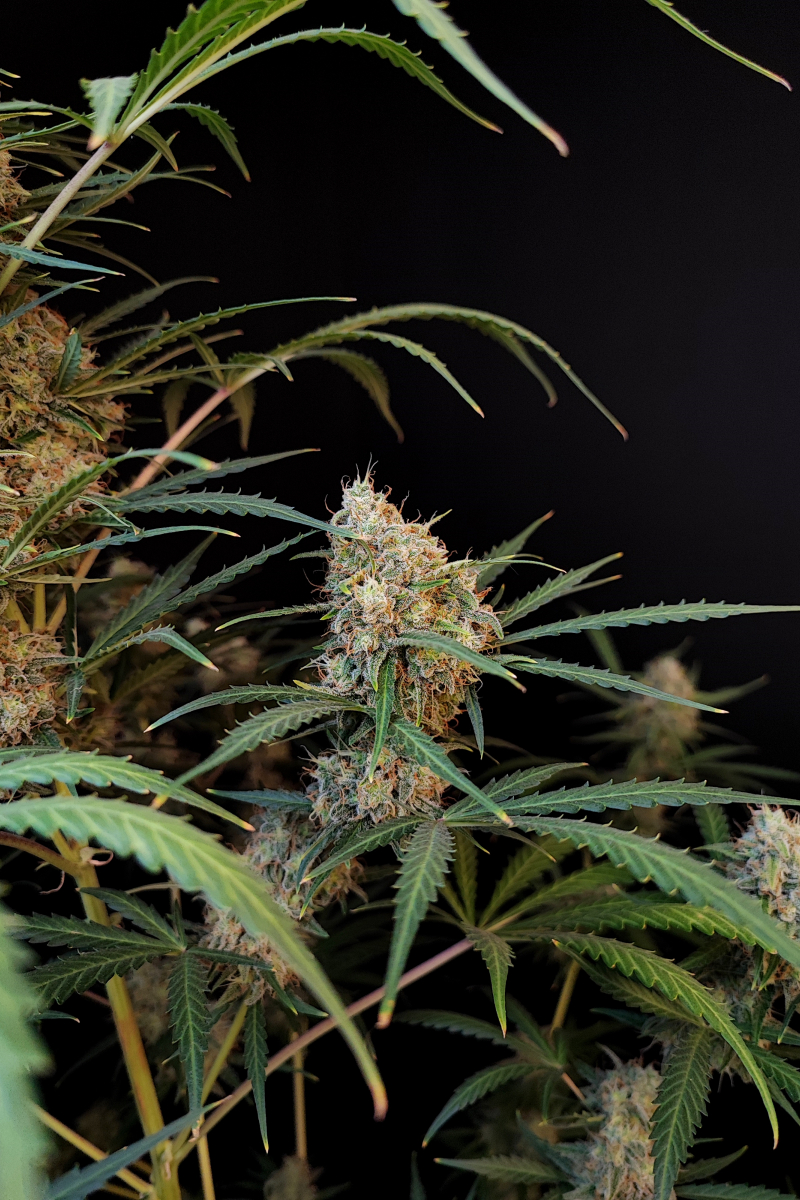 Photo of Jack Herer Auto