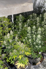 Mix Pack Auto