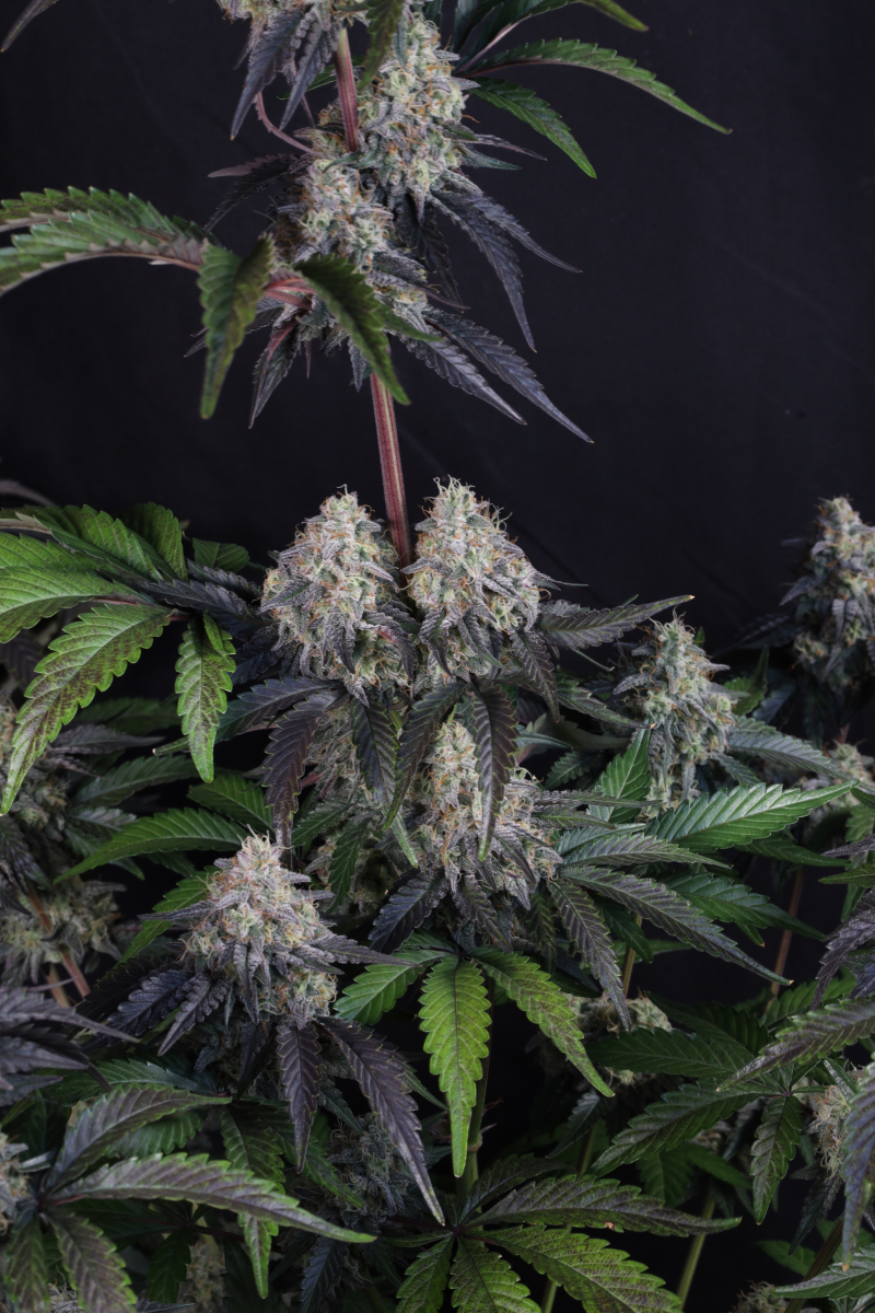 Photo of Sundae Frost Auto