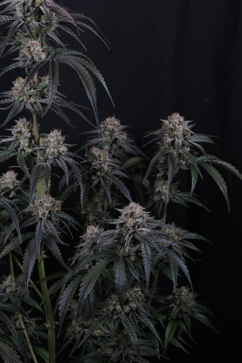 Photo of Mango Frost Auto
