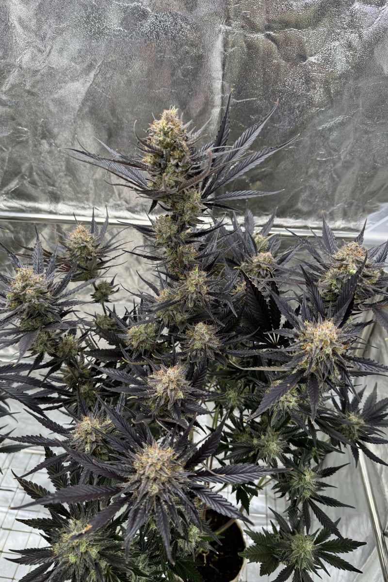 Photo of Guava Auto RF3
