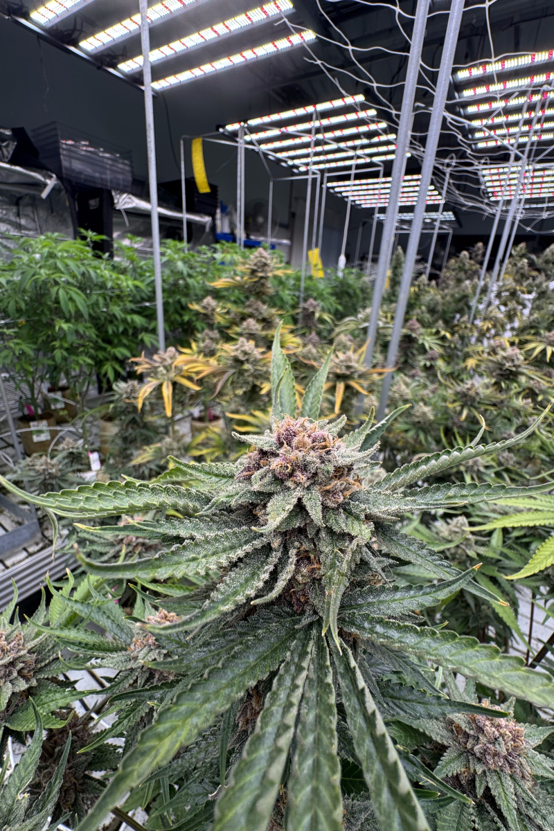 Photo of Cherry Cola Auto RF3