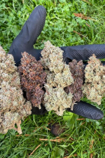 Mix Pack Auto