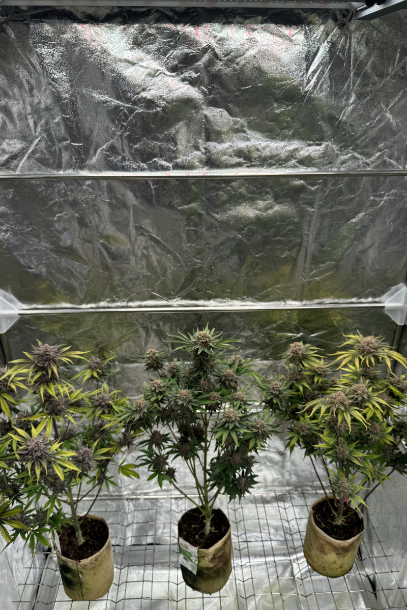 Photo of Cherry Cola Auto RF3