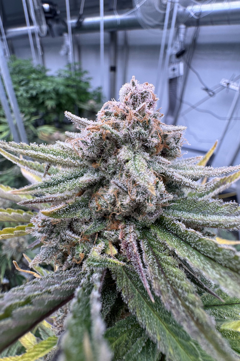 Photo of Cherry Cola Auto RF3