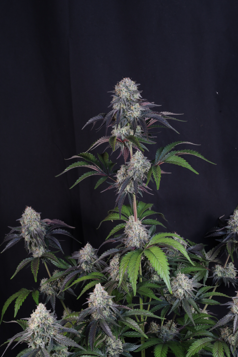 Photo of Sundae Frost Auto