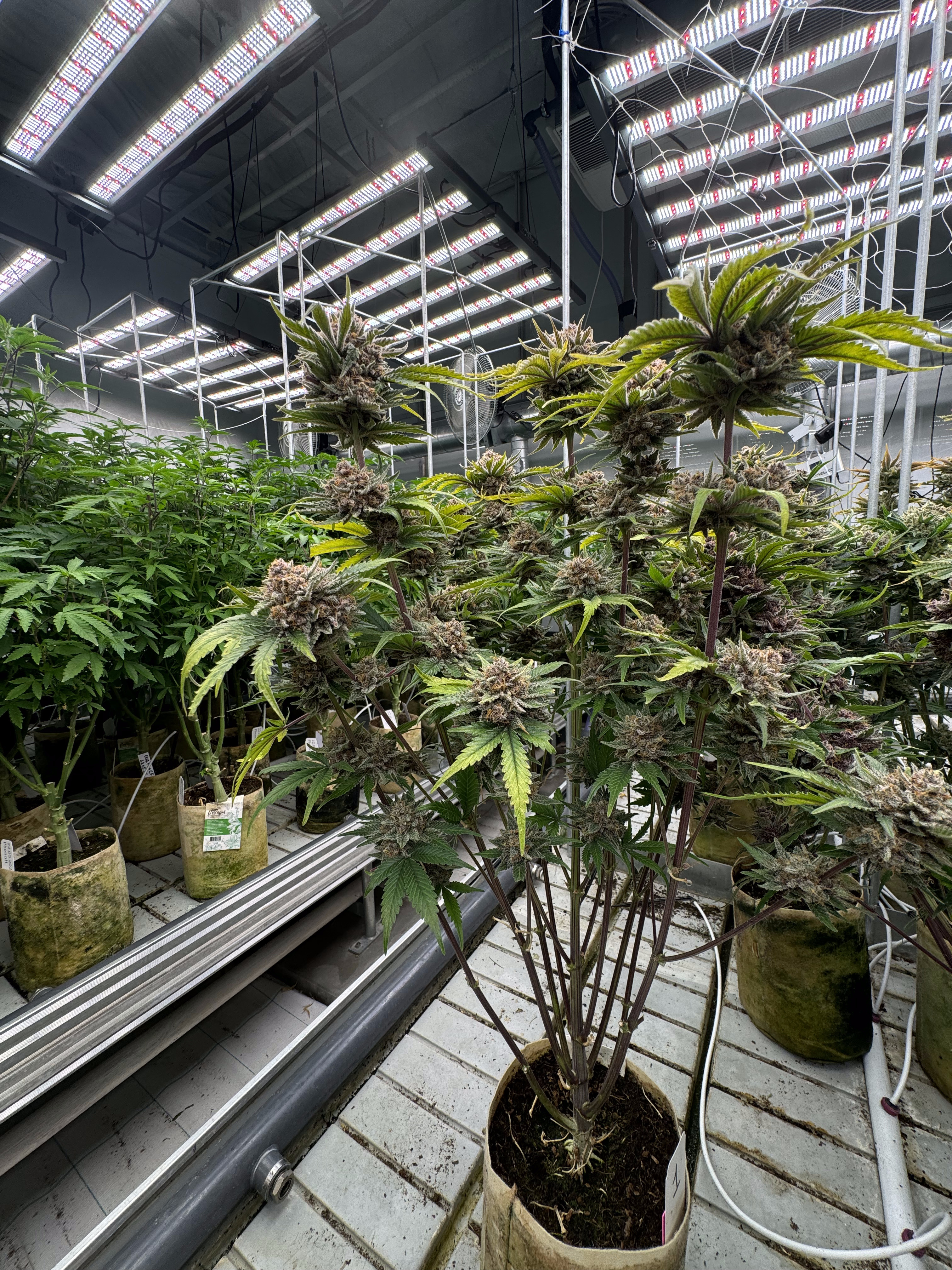 Cherry Cola Auto RF3