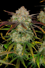 Frostbanger Auto