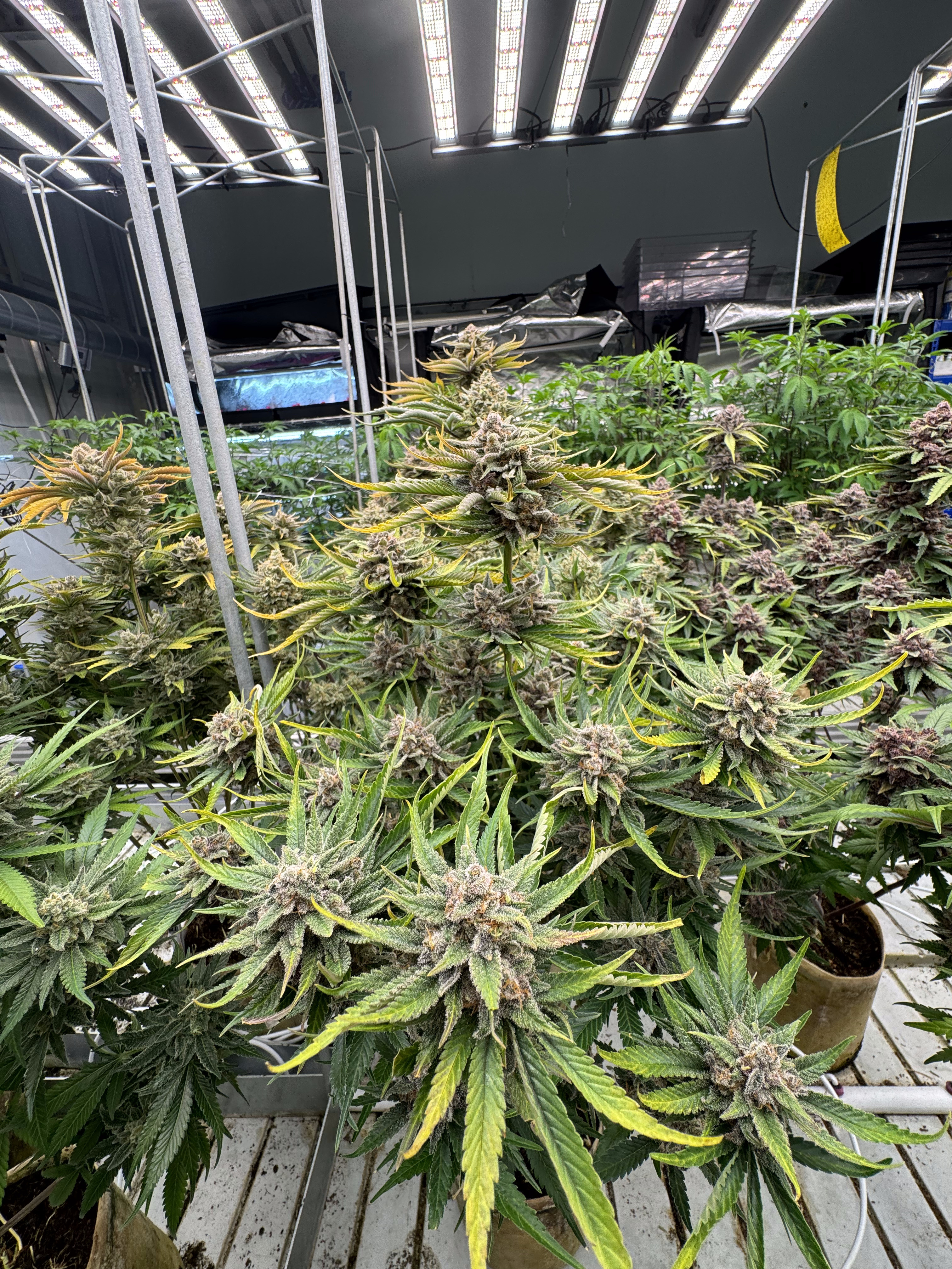 Cherry Cola Auto RF3