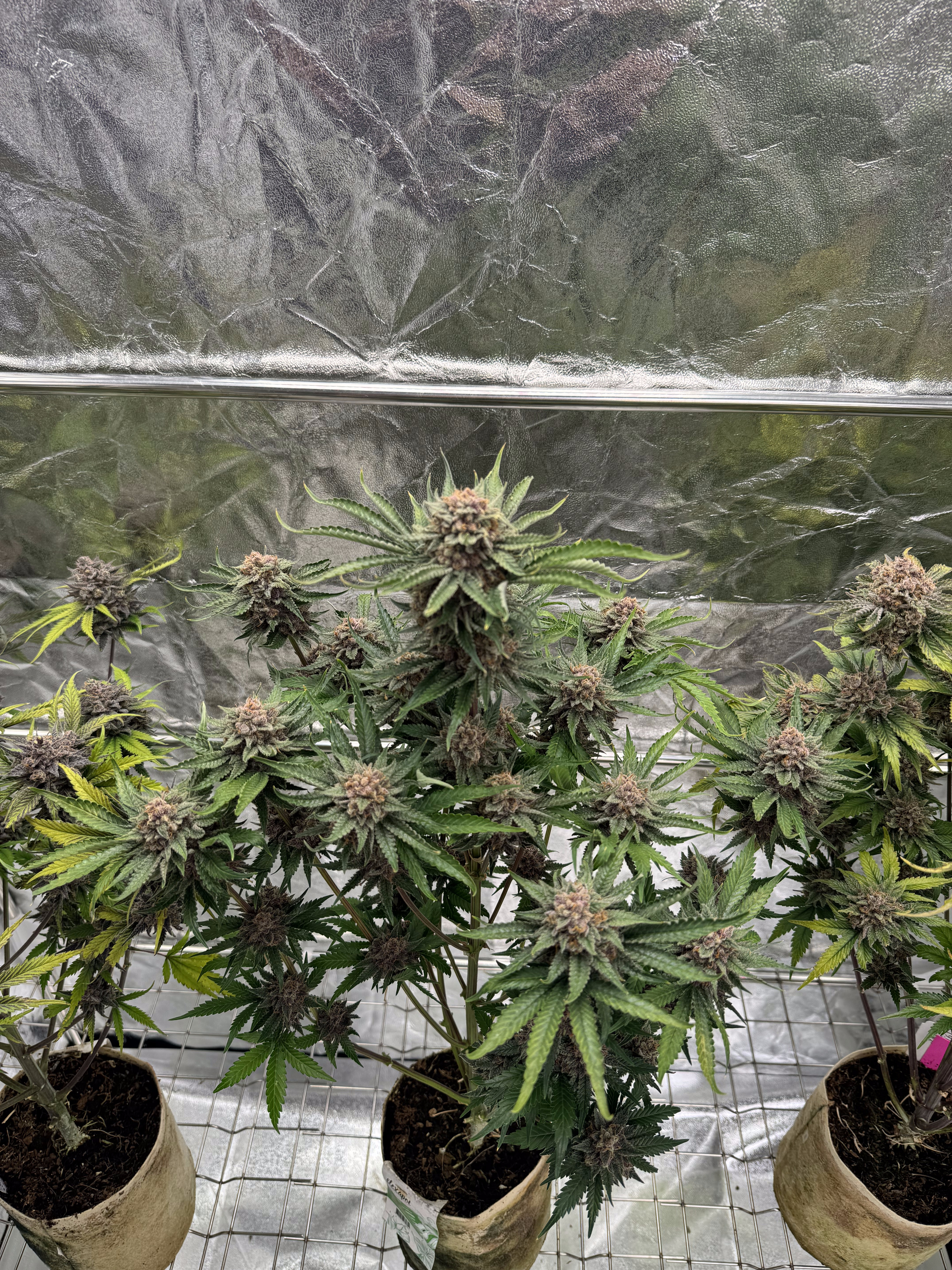 Cherry Cola Auto RF3