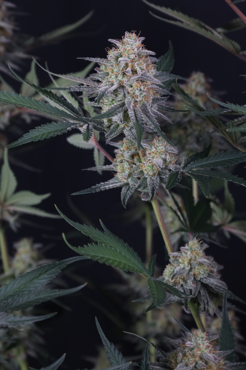 Photo of Lemon Tree Auto