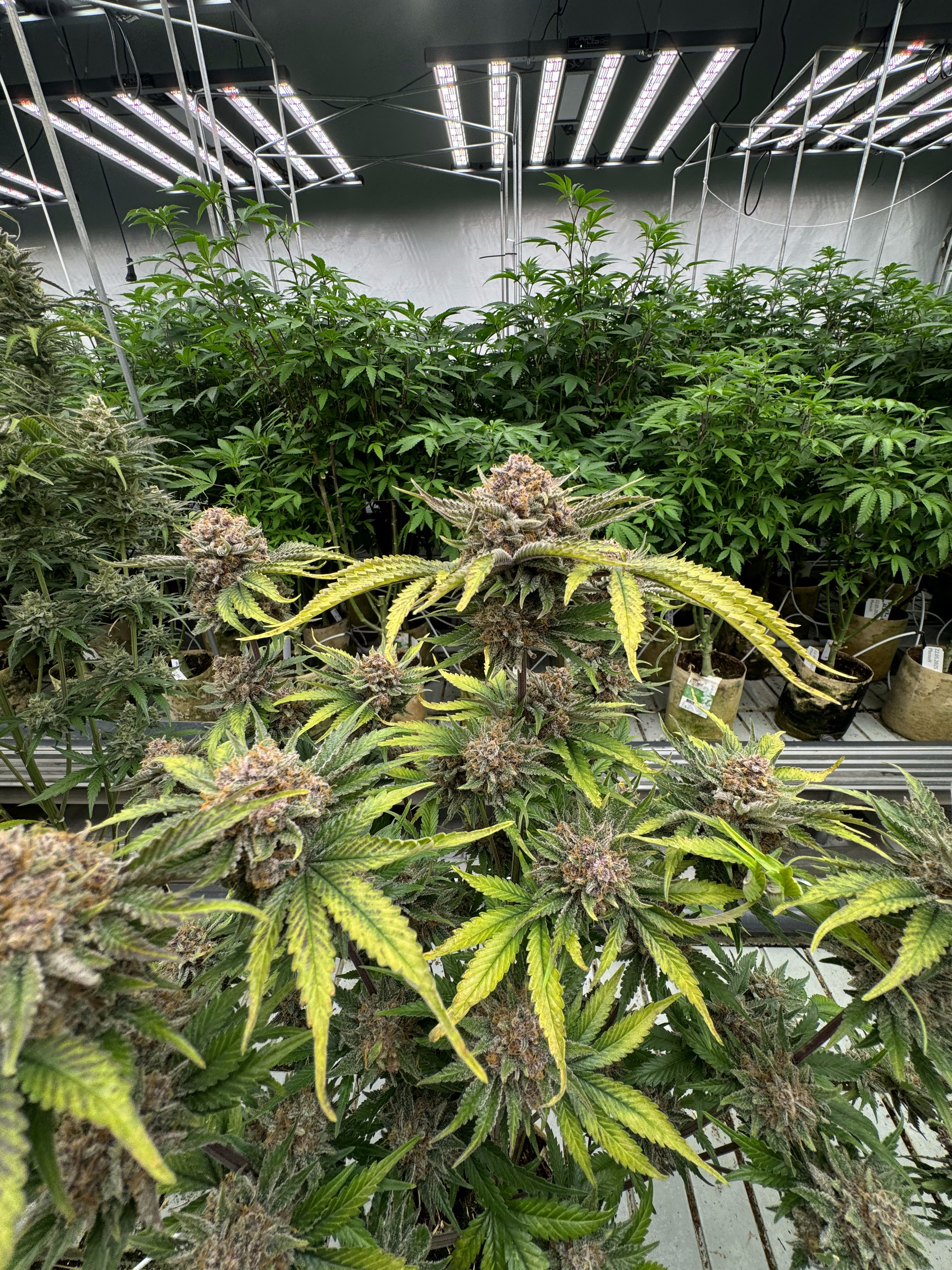 Cherry Cola Auto RF3
