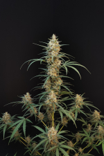 Chemdawg Auto