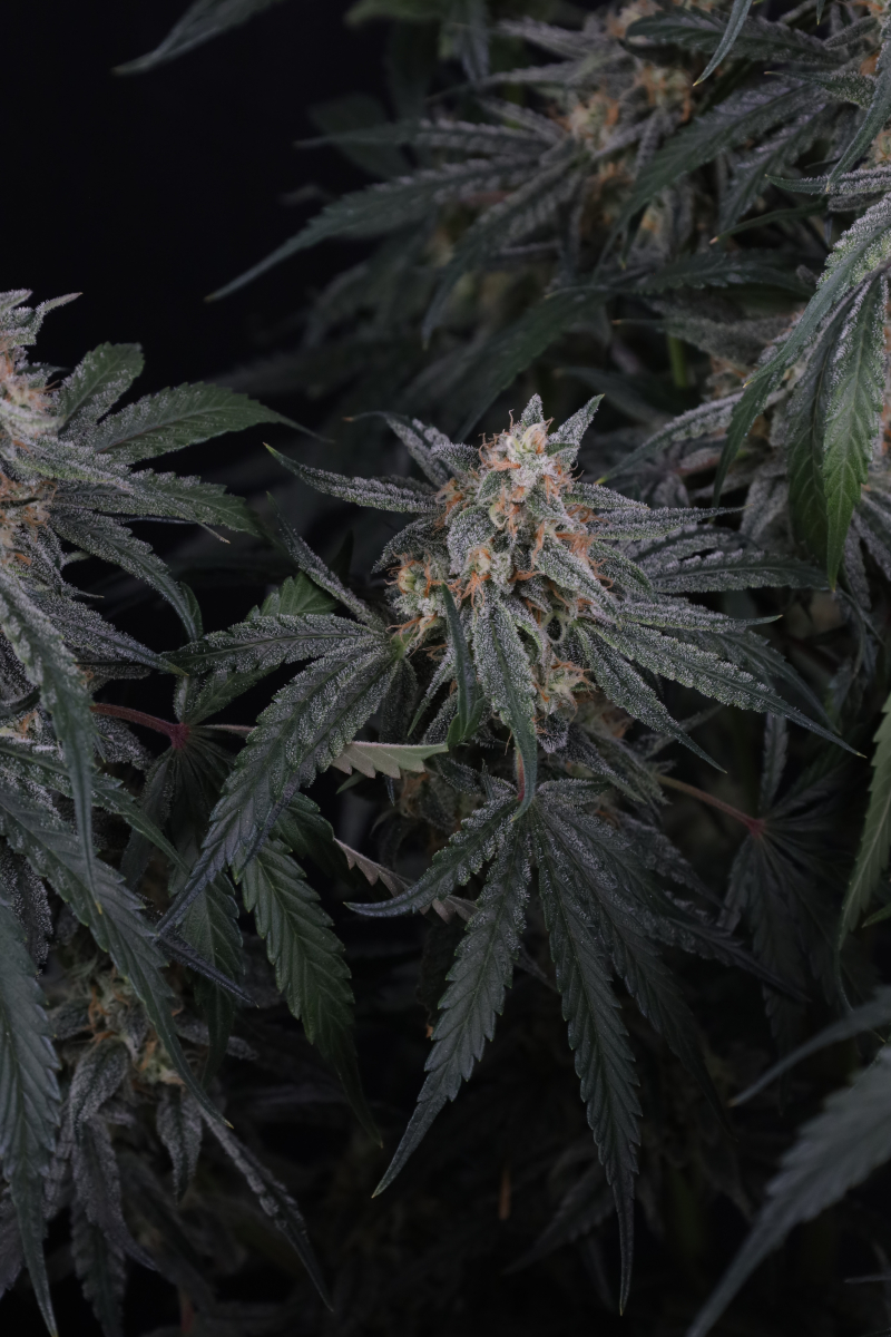 Photo of Garlic Mint Sherbet Auto