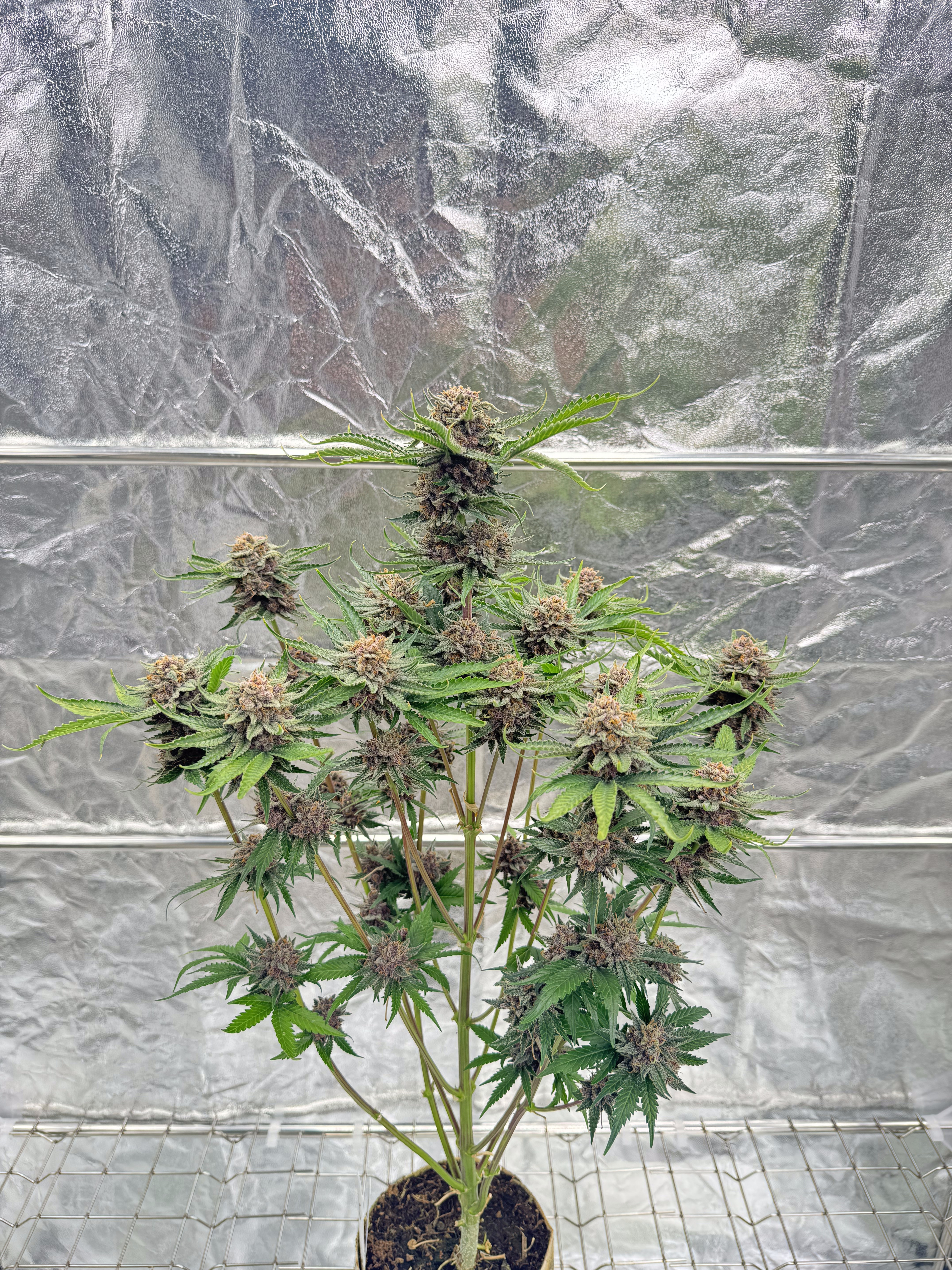 Cherry Cola Auto RF3