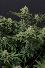 Wedding Cheesecake FF