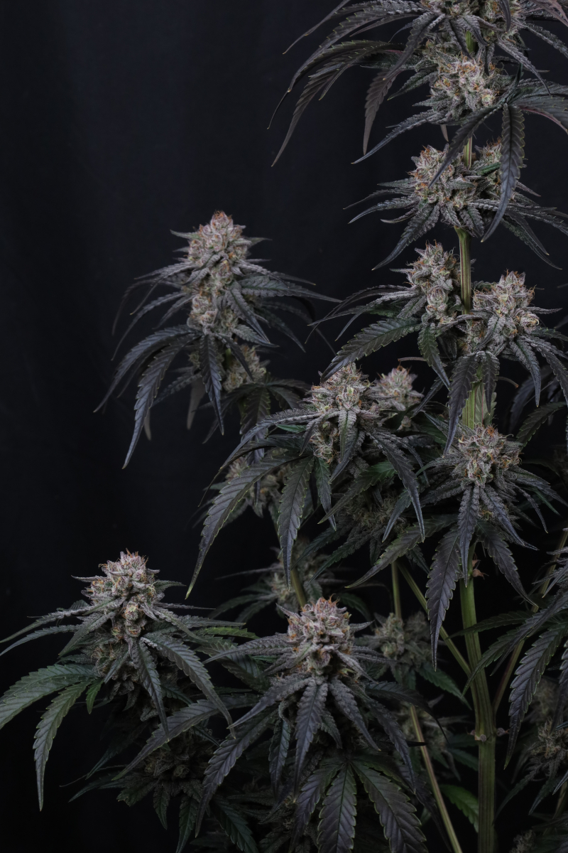 Photo of Mango Frost Auto