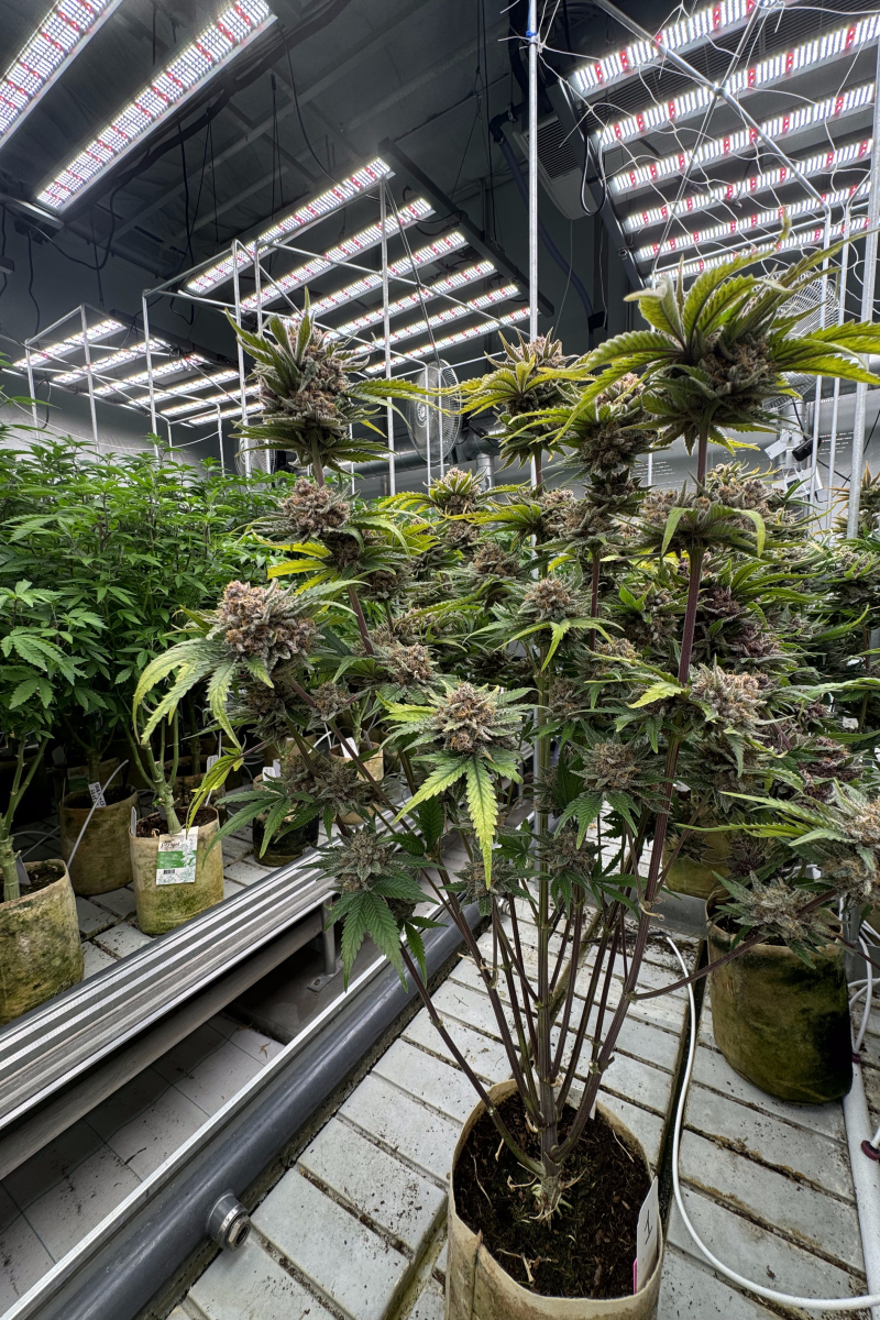 Photo of Cherry Cola Auto RF3