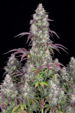 Lemon Pie Auto