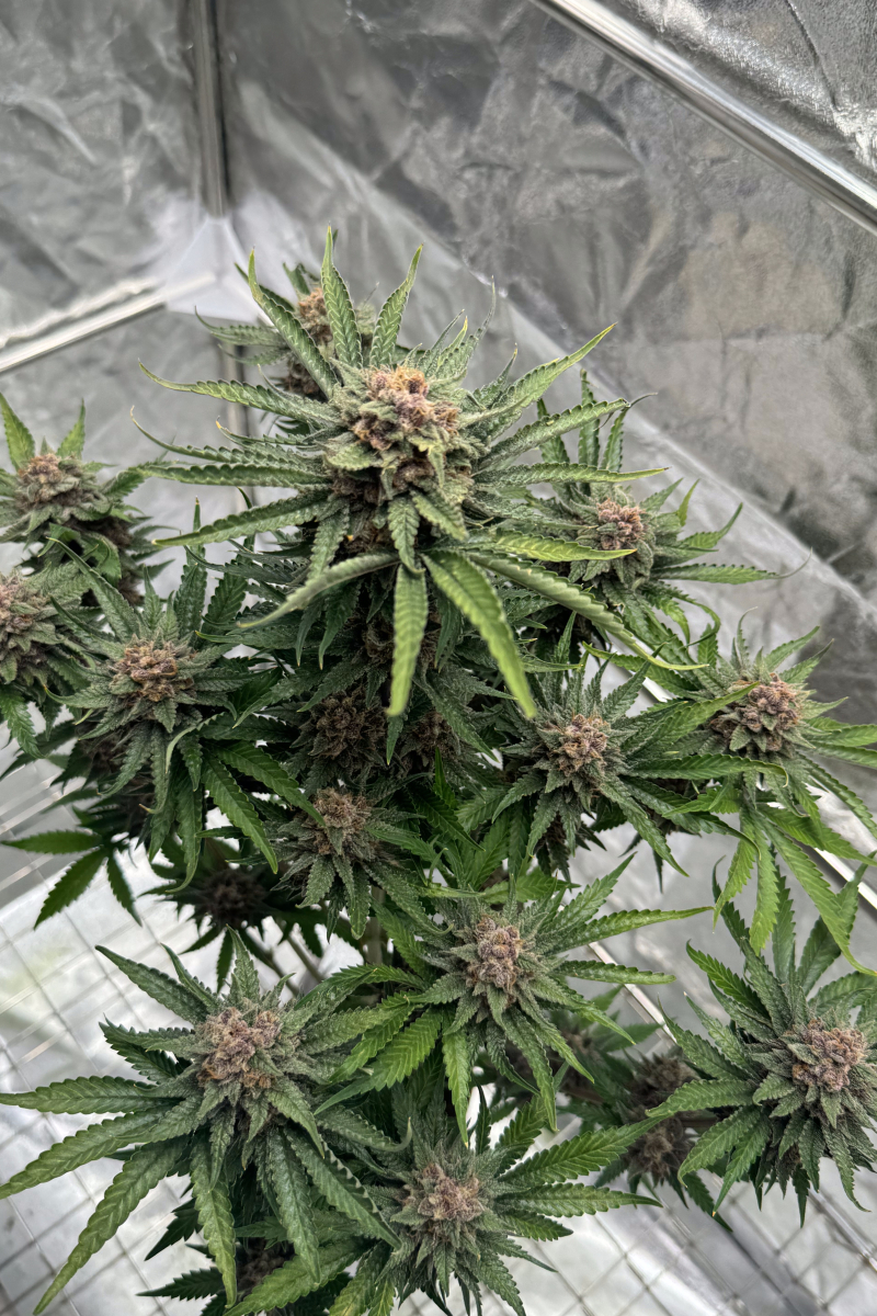 Photo of Cherry Cola Auto RF3
