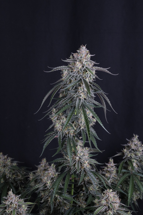 GMO Auto