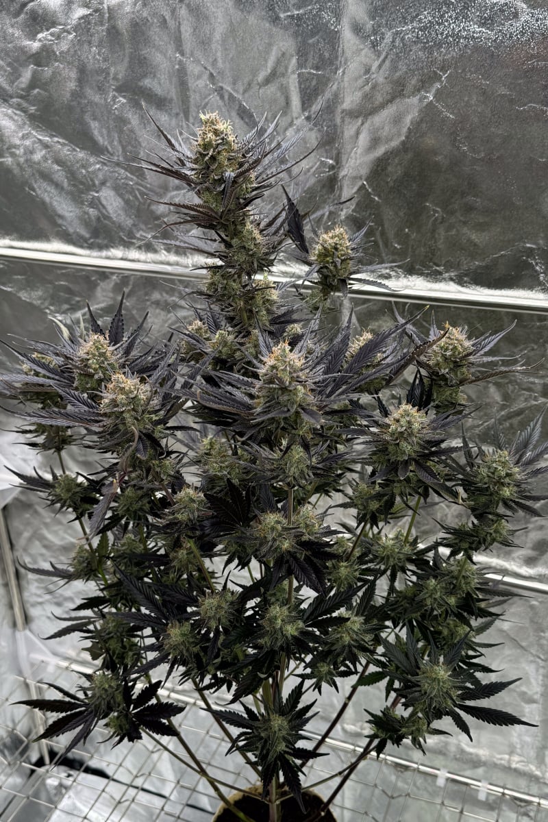 Photo of Guava Auto RF3