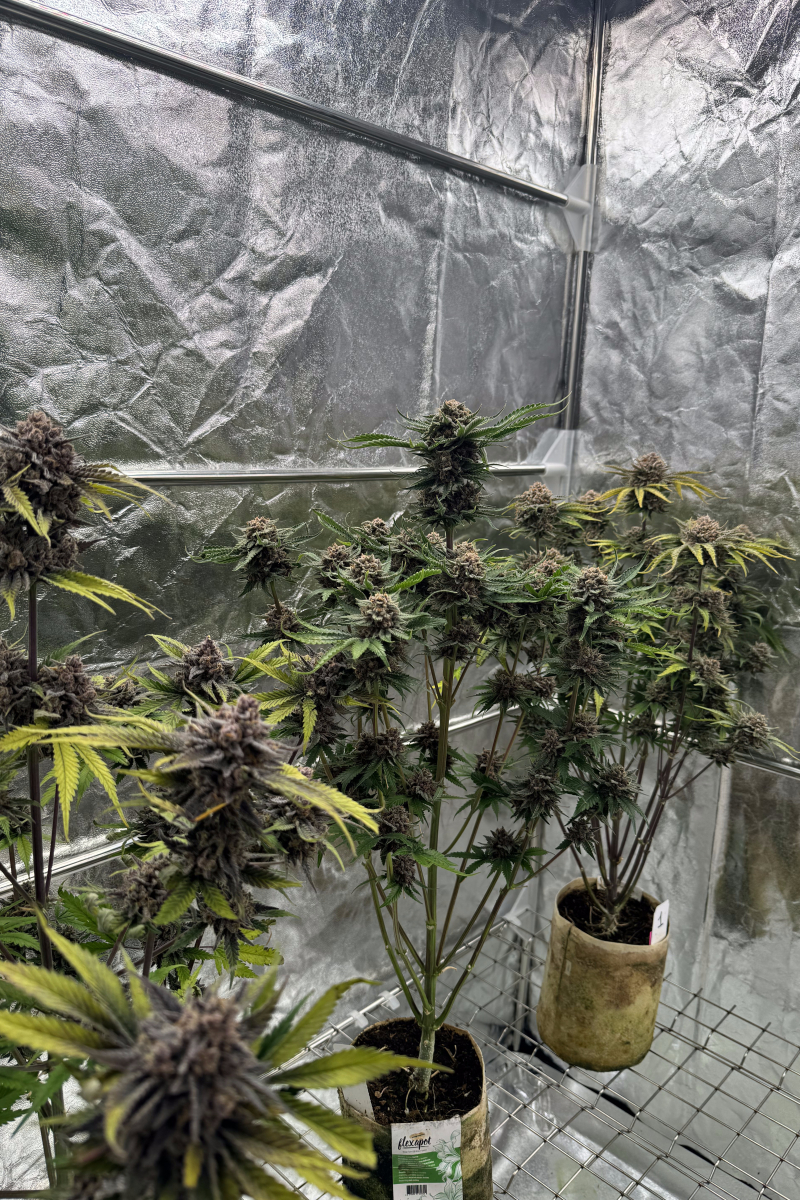 Photo of Cherry Cola Auto RF3