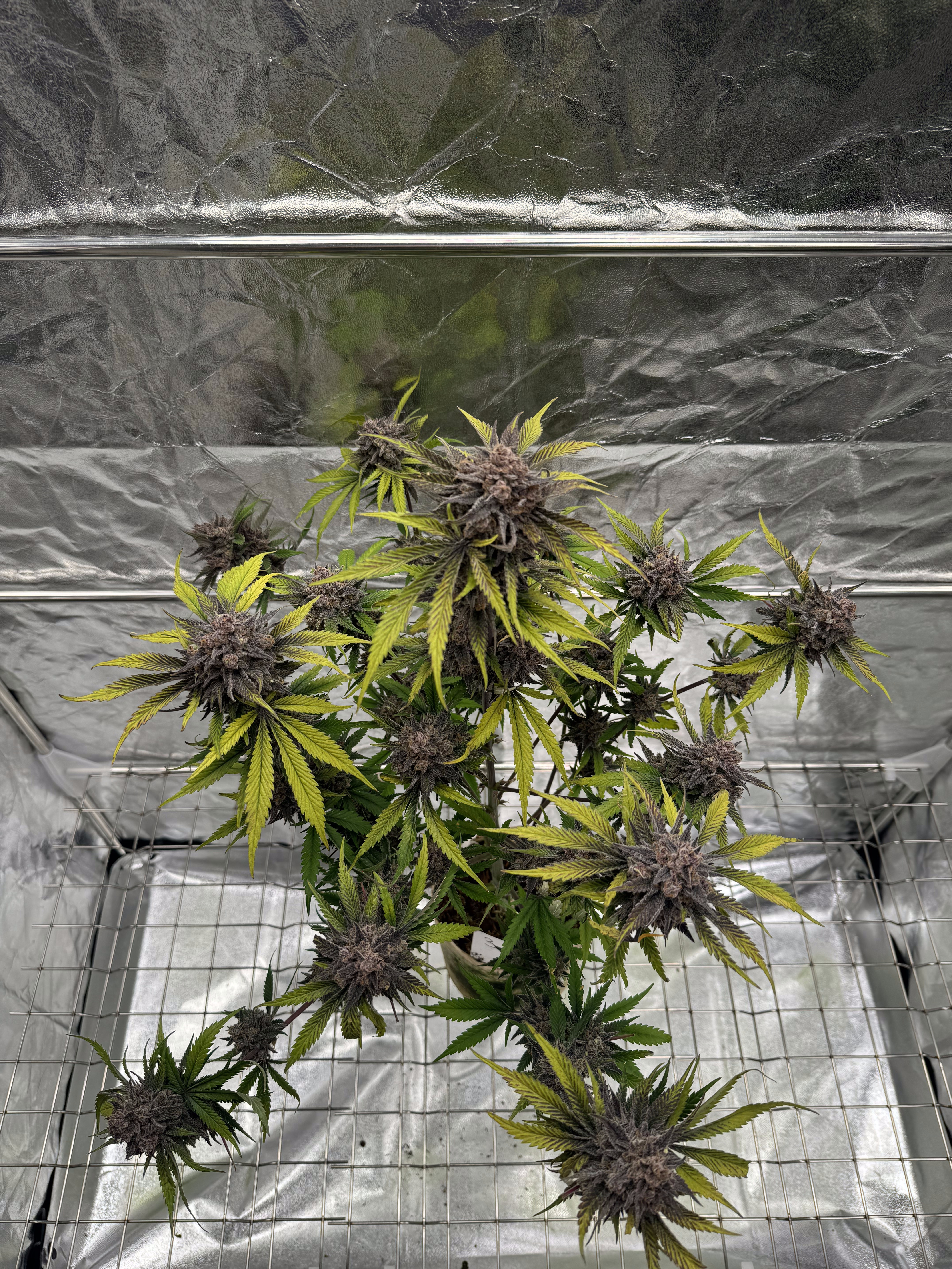Cherry Cola Auto RF3