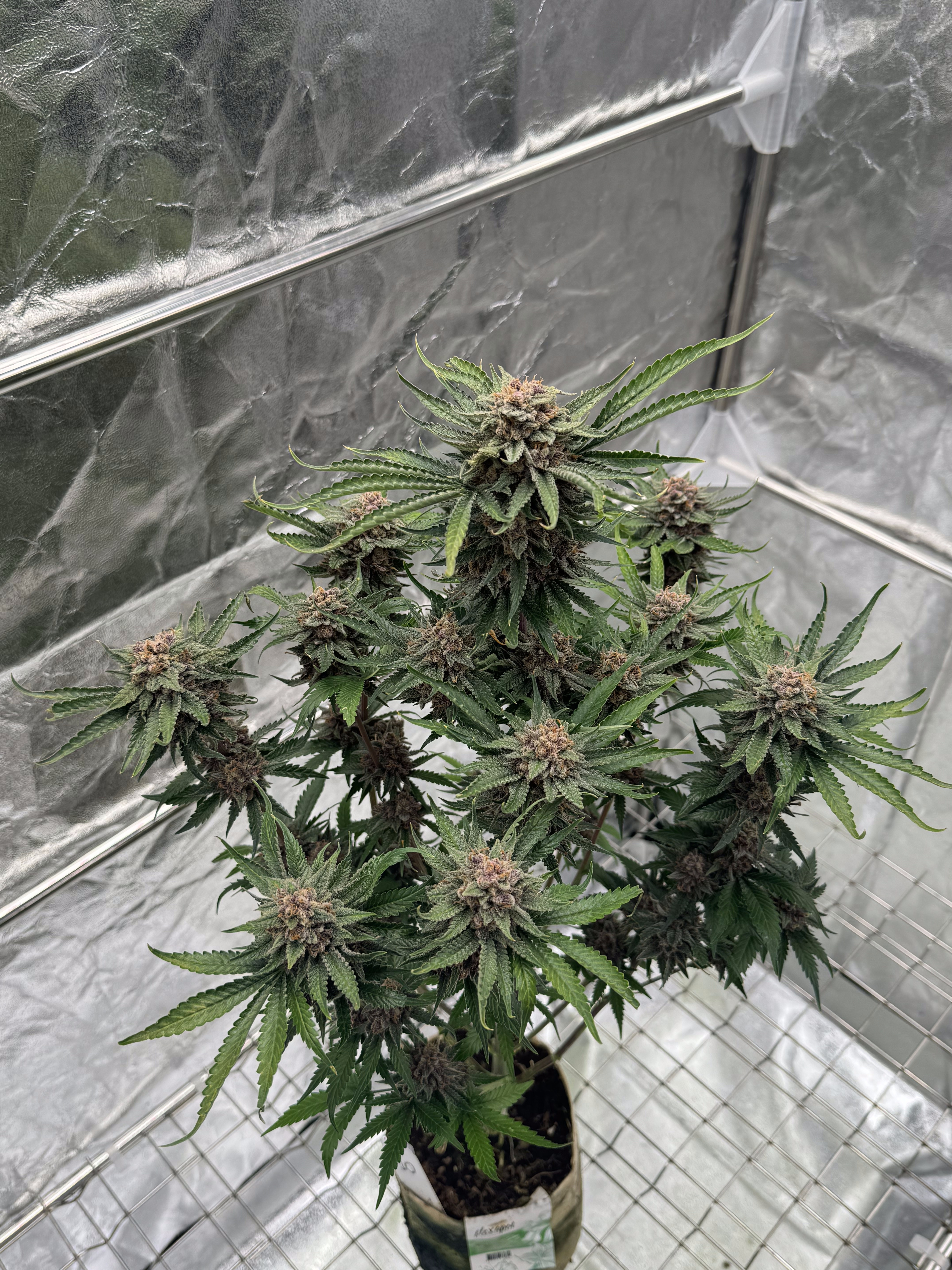 Cherry Cola Auto RF3
