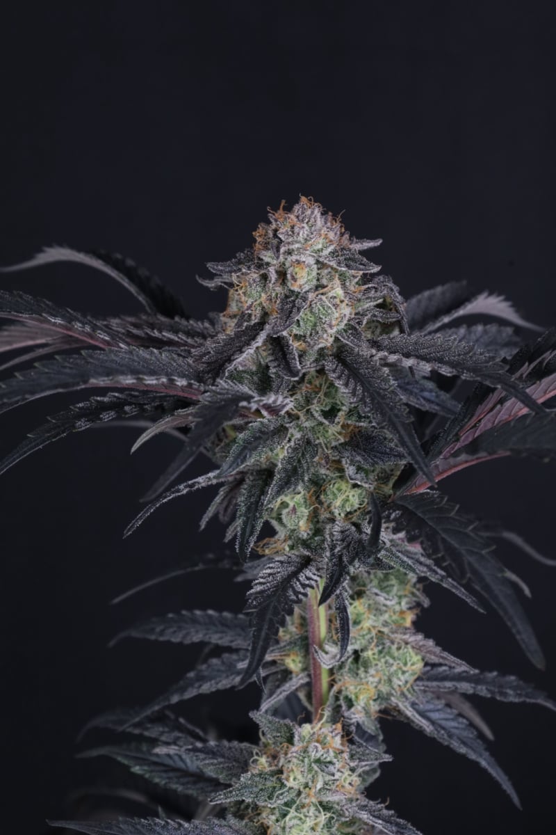 Photo of Mendo Frost Auto