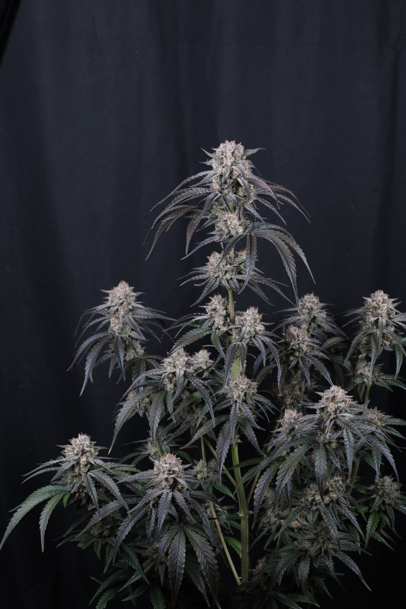 Photo of Mango Frost Auto