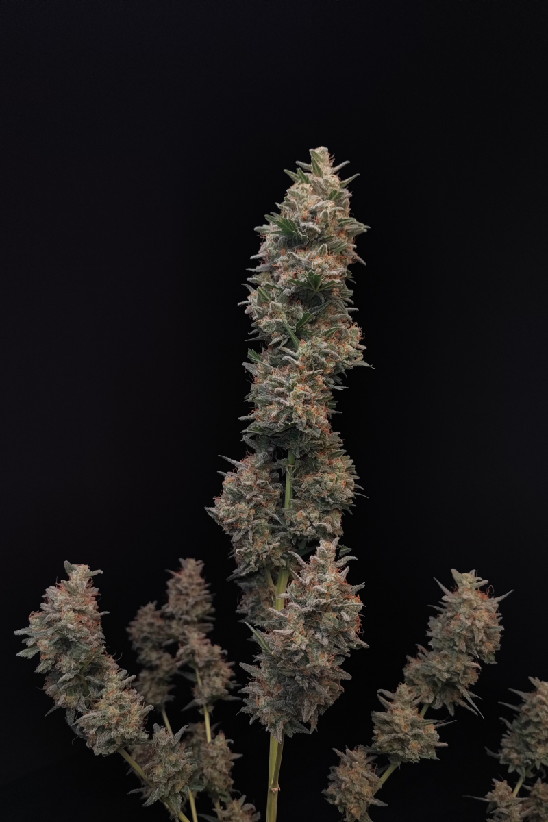 Photo of Chemdawg Auto
