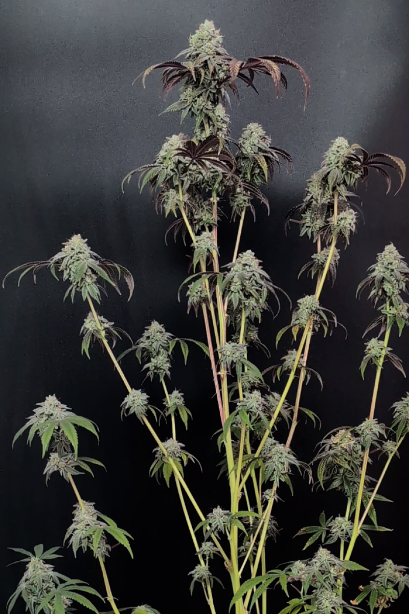 Photo of Garlic Mint Sherbet