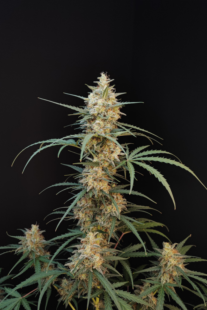 Photo of Chemdawg Auto