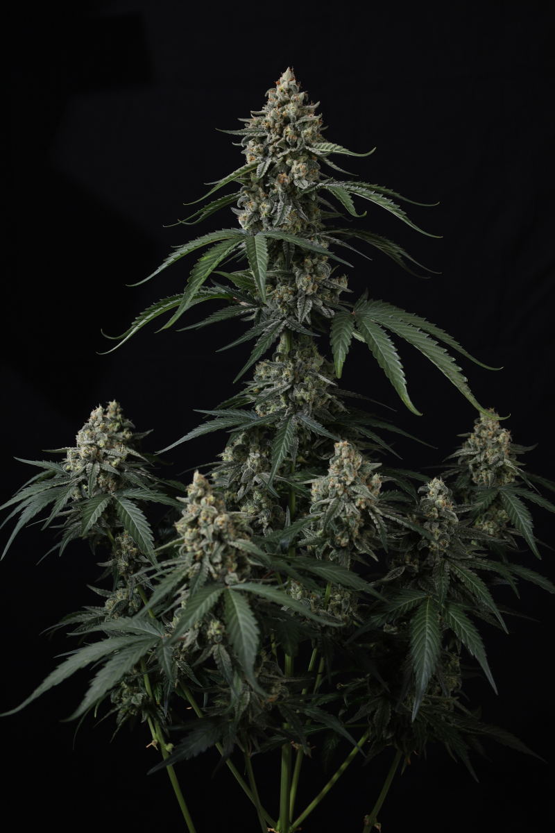 Photo of Banana Cherry Cookies Auto