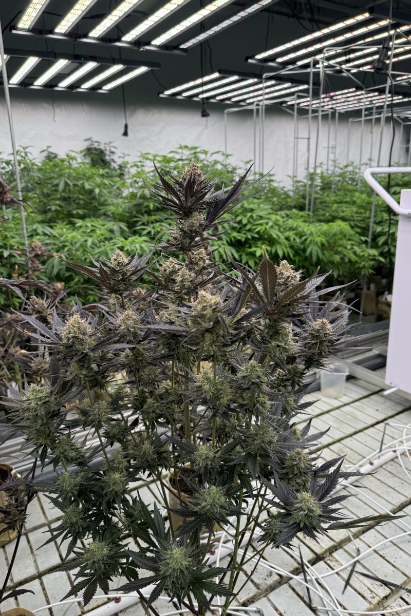 Photo of Guava Auto RF3